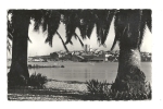 Cp, 06, Antibes, Echappés Sur La Vieille Ville à Travers Les Palmiers, Voyagée 1964 - Antibes - Altstadt