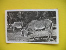 Zoologischer Garten,Berlin Grevy-Zebras - Zebras