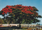 Ile De La Réunion,ile Française,outre Mer,archipel Des Mascareignes,océan Indien,ile,PARC,PRINTEMPS,ARBRE,A FLEURS - Saint Pierre