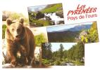 CPM LES PYRENEES PAYS DE L OURS - Osos