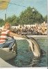 ZS31029 Animals Animaux Dauphin Dolphin Used Perfect Shape Back Scan At Reques - Delfines