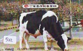 Télécarte JAPON * VACHE (522) COW * KOE * PHONECARD JAPAN * TELEFONKARTE * VACA * TAURUS * - Vacas