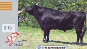 Télécarte JAPON * VACHE (577) COW * KOE * BULL * TAUREAU * STIER * PHONECARD JAPAN * TELEFONKARTE * VACA * TAURUS * - Koeien