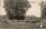 YERRES  La Prairie , Pleine De Vaches - Yerres