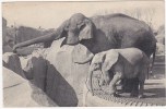 294 - Muséum National D'Histoire Naturelle - Un Eléphant D'Asie Femelle Et Micheline, Jeune éléphant D'Afrique - Elephants