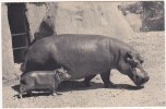 401 - Muséum National D'Histoire Naturelle - Hippopotame Et Son Petit - Ippopotami