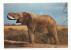 Elephant. Edition East Africa. Kenya - Elephants