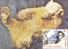 BEAR, OURS, 1992, CM. MAXI CARD, CARTES MAXIMUM, ROMANIA - Ours