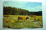 Highland Cattle At Invercauld, Deeside, Aberdeenshire - Aberdeenshire