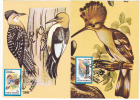 BIRDS,GRIMPEURS,1992,CM,2X, MAXICARD,CARTES  MAXIMUM,ROMANIA. - Specht- & Bartvögel