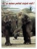 (101) Elephant - Éléphants