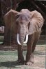 (101) Elephant - Elefantes