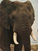 (101) Elephant - Elefantes