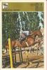 SPORT CARD No 311 - HORSE JUMPING, 1981., Yugoslavia, 10 X 15 Cm - Altri & Non Classificati