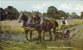 Haymaking In Hampshire - Other & Unclassified