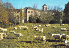 Carte Postale 81. Dourgne  Abbaye St-Benoit D'En Calcat  Et Les Moutons Trés Beau Plan - Dourgne