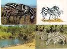 4 CPA - Zebres ...  (40919) - Zebre