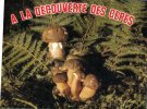 (750) Champignons - Mushrooms - Autres & Non Classés