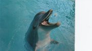 Dolphin In Marineland Palma Nova Mallorca.  B-1120 - Dolfijnen