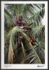 Mayote - Carte Postale - Le Cocotier Nourricier - Mayotte