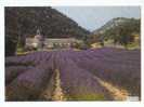 PO3854# FRANCIA - GORDES - ABBAYE DE SENANQUE - LAVANDA   No VG - Gordes