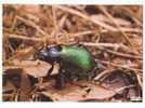 PO4056# INSETTO - CALOSOMA - COLEOTTERO  No VG - Insects