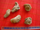 5 Pièces - Fossilien