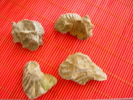 4 Pièces - Fossils