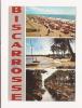 Delcampe - 40 BISCARROSSE - Biscarrosse