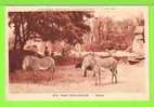 ZOO DE PARIS / ZEBRES / 1931 / Carte Vierge - Zebra's