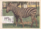 ZEBRA, 1965, CM. MAXI CARD, CARTES MAXIMUM, ROMANIA - Animalez De Caza