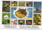 FLORES DE CANARIS-traveled - Sonstige & Ohne Zuordnung