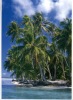 (678) Coconut Tree In Tahiti - Polinesia Francesa