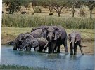 (333) Elephant - - Elephants