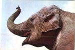 (333) Elephant - - Elephants