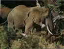 (333) Elephant - - Elephants