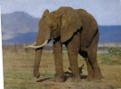 (333) Elephant - - Elefantes