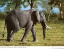 (333) Elephant - - Elephants