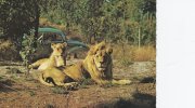 Lions - Löven In Safaripark Denmark.  B-1143 - Leones