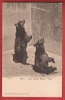 P929 Bern Die Jungen Bären, Les Jeunes Ours. Précurseur, Non Circulé.Selhofer - Bears