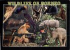 (333) Elephant - Borneo Wildlife - Elephants