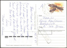 RUSSIA - USSR -  APIDAE  -  HONEYBEES  Stamp On  CARD - 1989 - Honeybees
