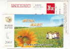 China 2003 Life Insurance Fujian Branch Advertising Postal Stationery Card Honeybee Bee Sunflower Field - Abeilles