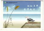 Seagull Bird,sea Gull,China 2009 Life Insurance Company Advertising Pre-stamped Letter Card - Gaviotas