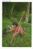 Lote PEP144, Ecuador, Postal, Postcard, Huaorani Acariando Al Mono, Indigenous Activities, Actividades Indigenas - Equateur