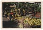 - Rép Dominicana. - Frutas Criollas. Dominican Fruits - Timbre - Scan Verso - Format: 16,5x11,5 - - Dominica