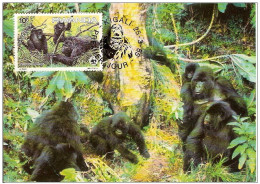 RWANDA-SINGES GORILLES-carte Maximum - Ruanda