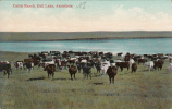 Assiniboia Saskatchewan - Gull Lake - Cattle Ranch - Animals Agriculture - Unused - VG Condition - 2 Scans - Other & Unclassified
