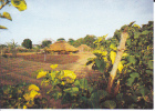 Village Africain (Yalogo?). Iles De Paix. Cases, Potager - Burkina Faso