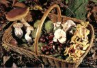 (459) Mushrooms - Champignon - Chestnut In Basket - Other & Unclassified